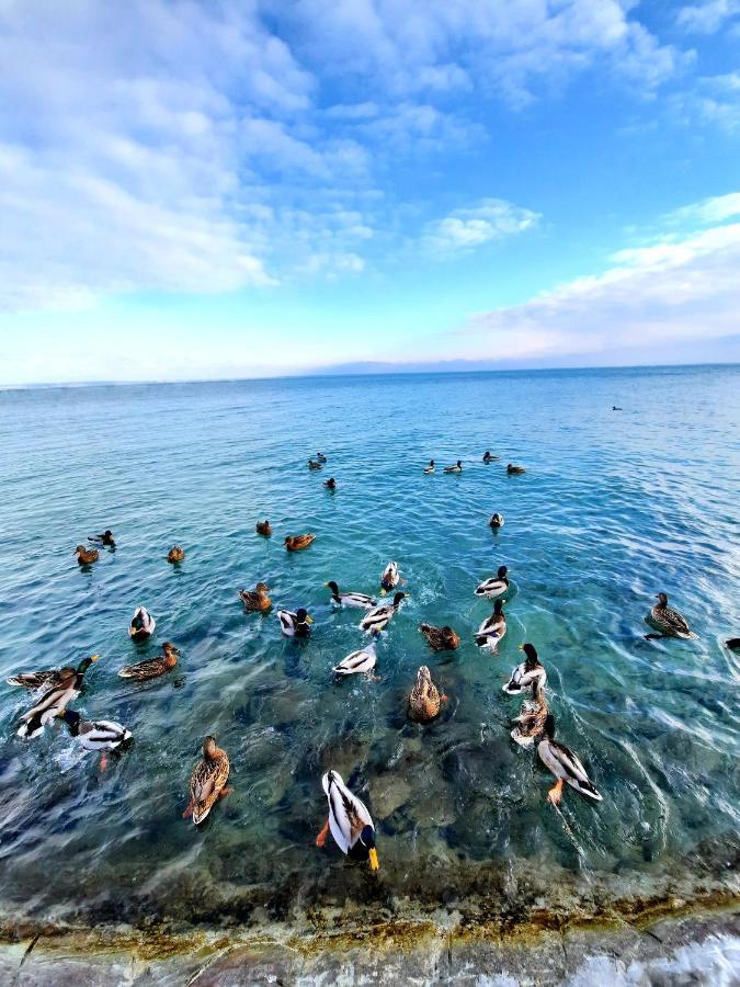 شقة Harmonia Vendeghaz Balatonalmádi المظهر الخارجي الصورة